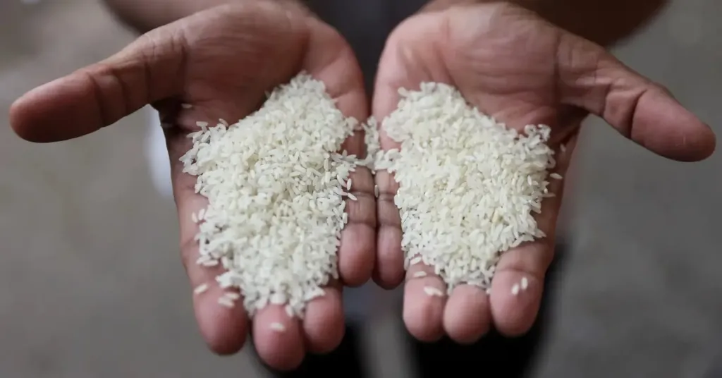 اكتشاف علمي مذهل سيقلب موازين «الأرز والأسمدة».. تفاصيل