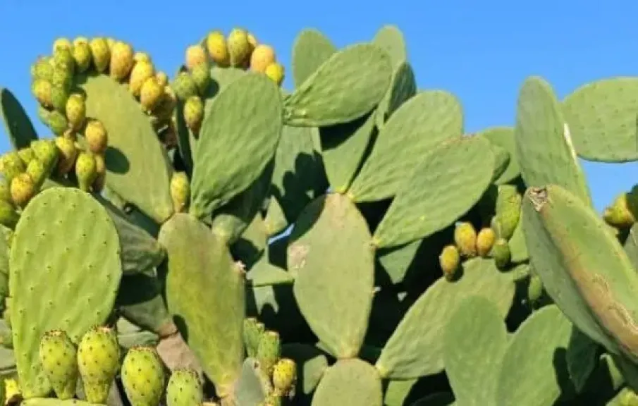 خبير زراعي يكشف أفضل أصناف الفواكه الاستوائية للزراعة في مصر