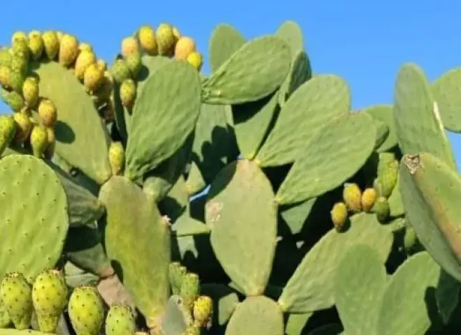 خبير زراعي يكشف أفضل أصناف الفواكه الاستوائية للزراعة في مصر