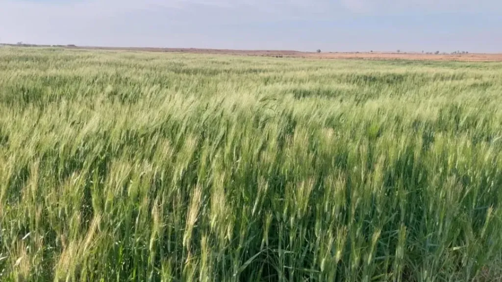 تغير المناخ يضرب المحاصيل وأمشير يربك الموسم الزراعي.. تفاصيل