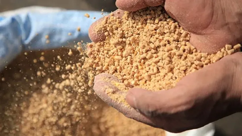 أزمة الأعلاف تهدد صناعة الدواجن والبيض في مصر