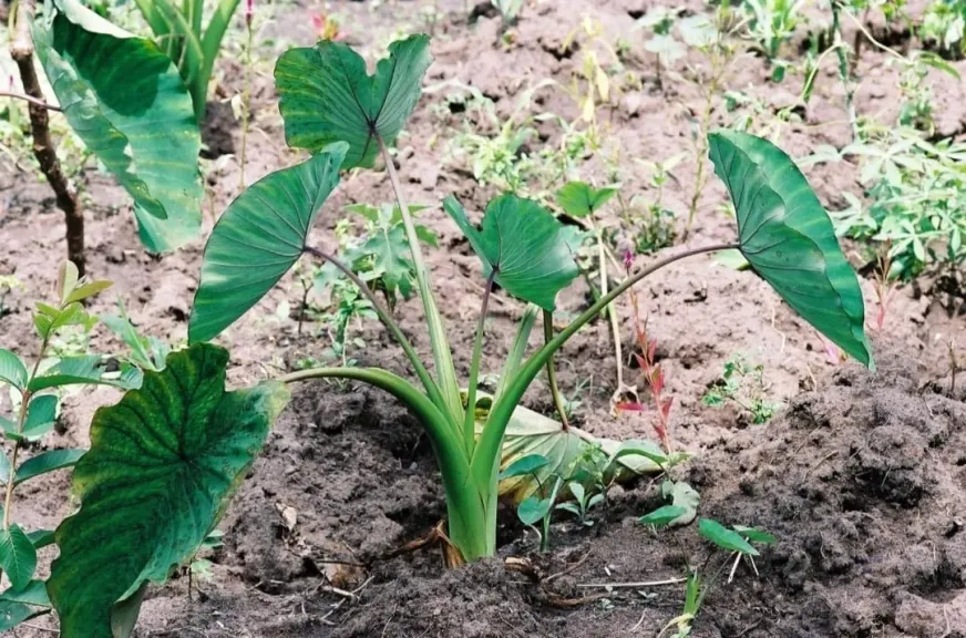 تعرف على العمليات الزراعية والتربة المناسبة لزراعة القلقاس