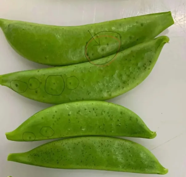 لفحة الأسكوكيتا تهدد البازلاء.. إليك نصائح الخبراء