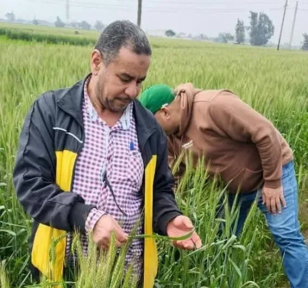 تحذير عاجل للمزارعين عقب ظهور إصابات بمحصول القمح