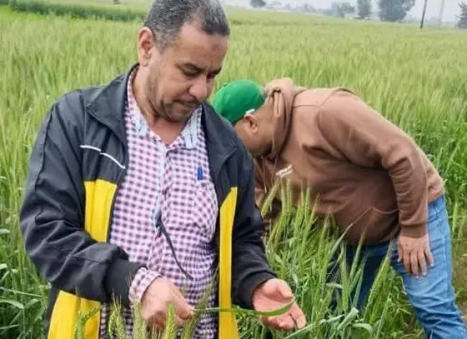 تحذير عاجل للمزارعين عقب ظهور إصابات بمحصول القمح