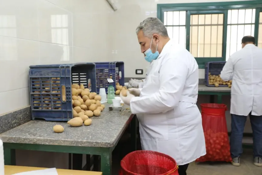 الزراعة: فحص 290 ألف طن بطاطس مُعدة للتصدير خلال فبراير