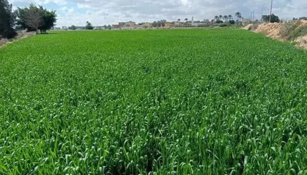 طقس متقلب ورياح نشطة.. تحذير للمزارعين من أخطر أيام الشتاء