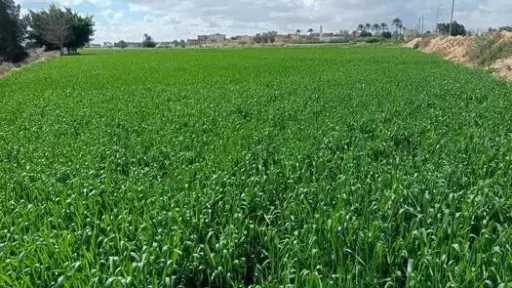 طقس متقلب ورياح نشطة.. تحذير للمزارعين من أخطر أيام الشتاء