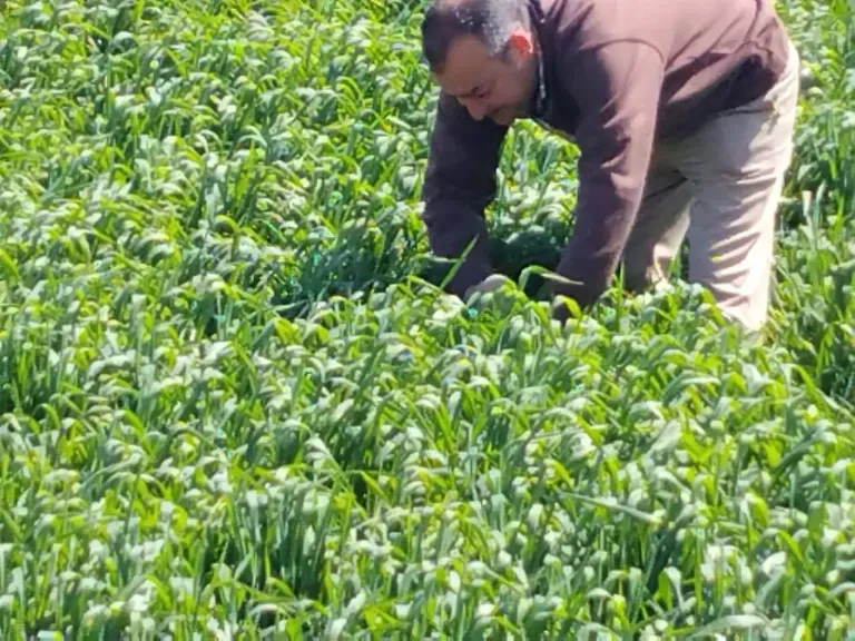 الزراعة بسوهاج تواصل متابعة محصول القمح ميدانيًا لدعم المزارعين