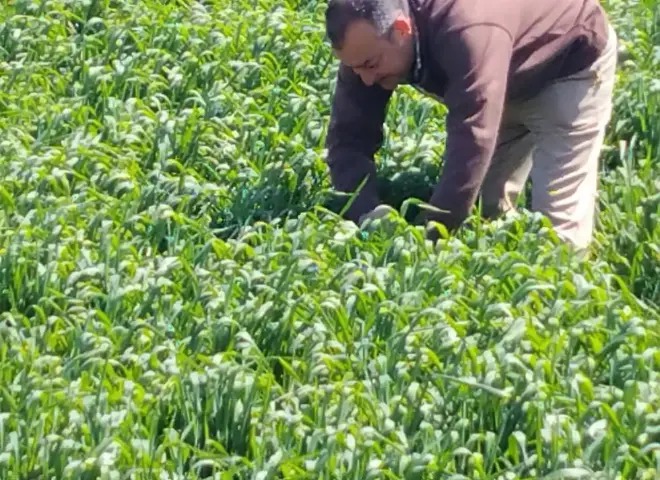 الزراعة بسوهاج تواصل متابعة محصول القمح ميدانيًا لدعم المزارعين