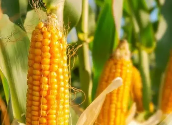لماذا تنهار إنتاجية الذرة الشامية عند زراعة كسر الهجين ؟