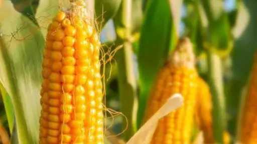 لماذا تنهار إنتاجية الذرة الشامية عند زراعة كسر الهجين ؟