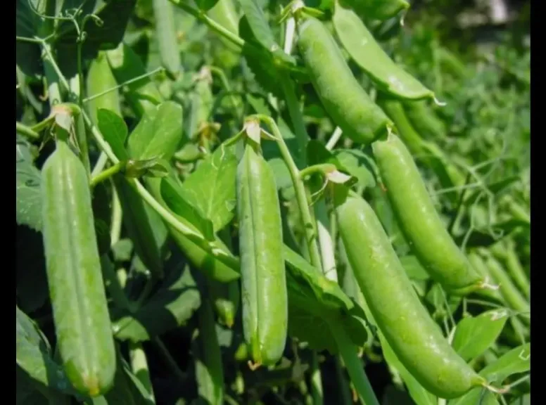 وقاية النباتات تحذر من لفحة الأسكوكيتا بالبقوليات خلال مارس