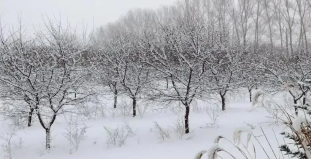 صقيع يناير يضرب محصول المشمش في اوكرانيا