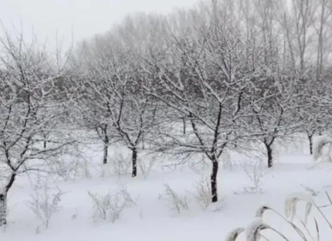 صقيع يناير يضرب محصول المشمش في اوكرانيا