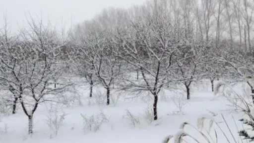 صقيع يناير يضرب محصول المشمش في اوكرانيا