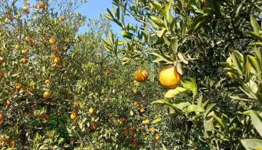 أهم النصائح لمزارعي الموالح لزيادة الإنتاج خلال مارس