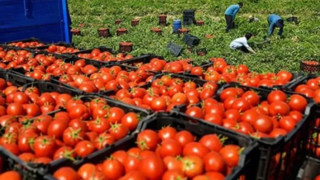 تعرف على أسباب ارتفاع أسعار الطماطم بالأسواق