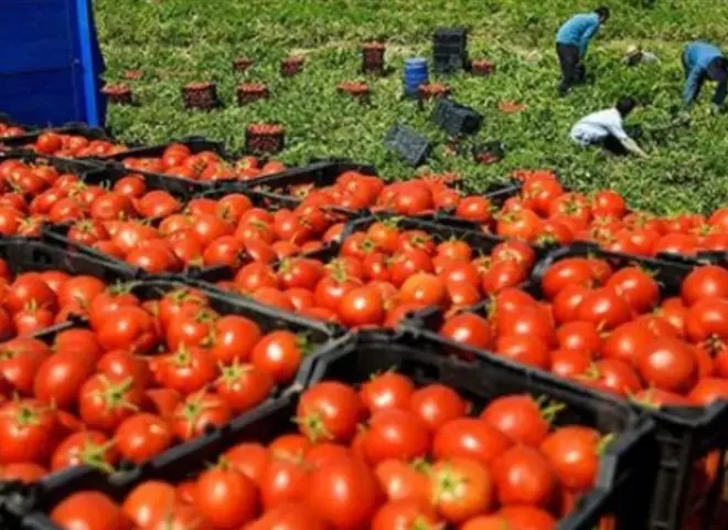 تعرف على أسباب ارتفاع أسعار الطماطم بالأسواق