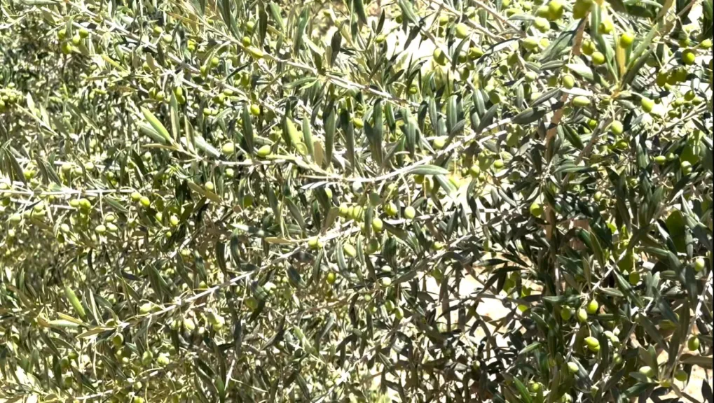 هذه العناصر ترفع مخاطر الموجة الباردة على تزهير الفواكه