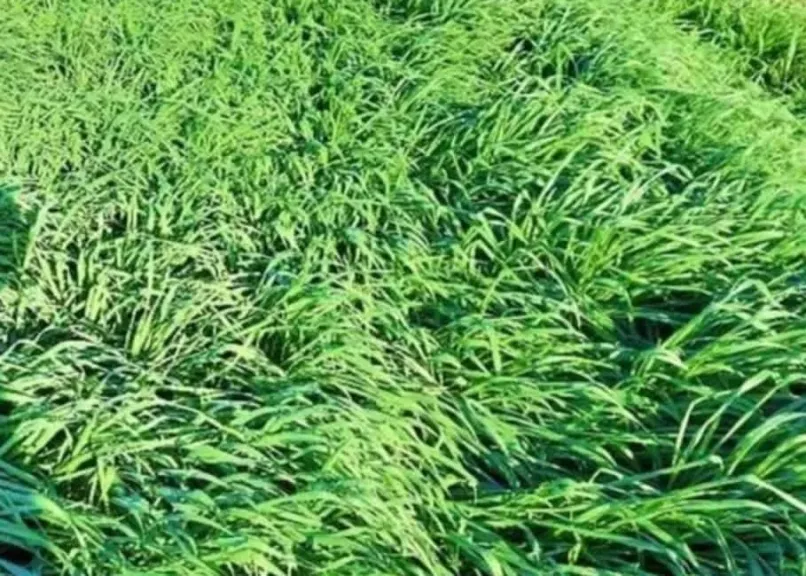 بالتزامن مع التقلبات المناخية.. إرشادات مهمة لحماية المحاصيل الزراعية