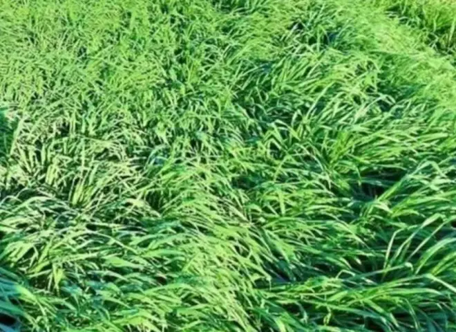 بالتزامن مع التقلبات المناخية.. إرشادات مهمة لحماية المحاصيل الزراعية