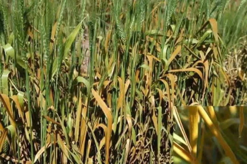 دليل اكتشاف مرض الصدأ الأصفر في محصول القمح