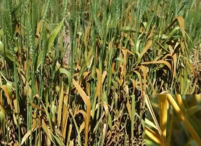 دليل اكتشاف مرض الصدأ الأصفر في محصول القمح