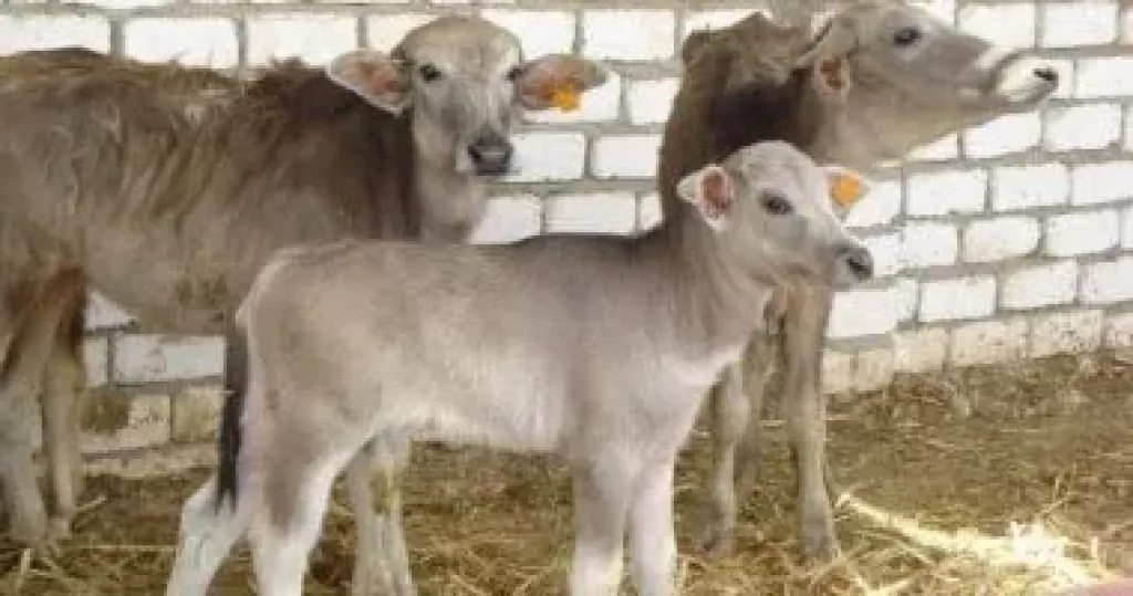 تحذير عاجل من كارثة تهدد الثروة الحيوانية