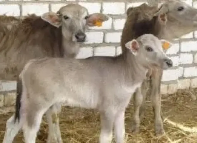 تحذير عاجل من كارثة تهدد الثروة الحيوانية