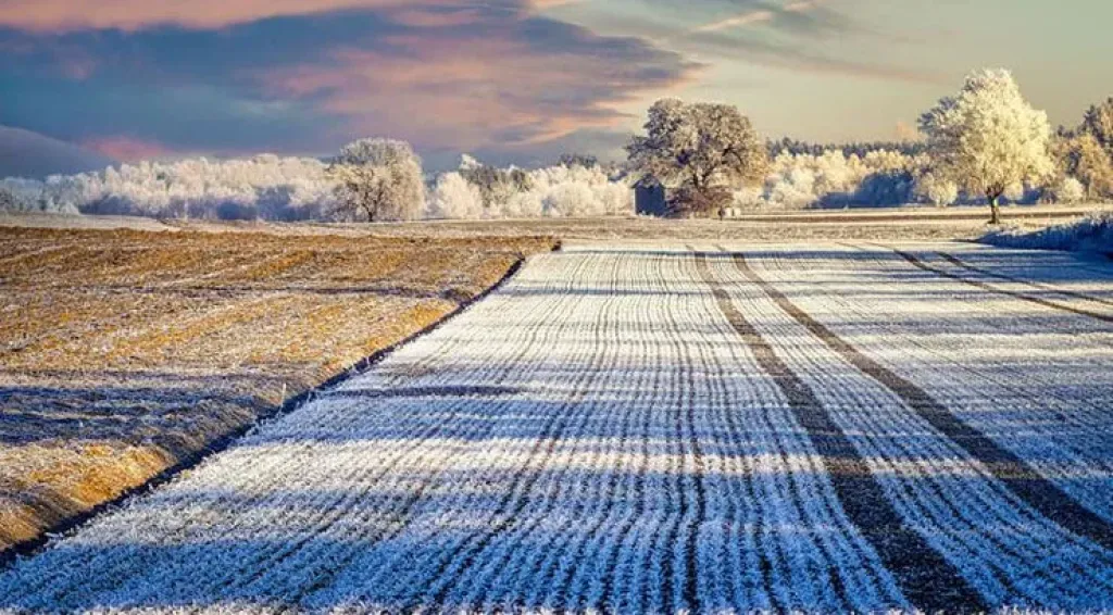 أسعار القمح والذرة العالمية تتأثر بتقلبات الطقس بين وفرة الأمطار والجفاف