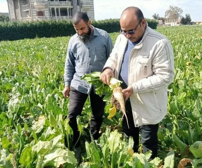 زراعة البحيرة تكثف الجولات لحماية المحاصيل الشتوية