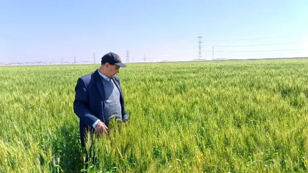الزراعة تعلن خطة متابعة القمح بالمناطق الصحراوية الجديدة