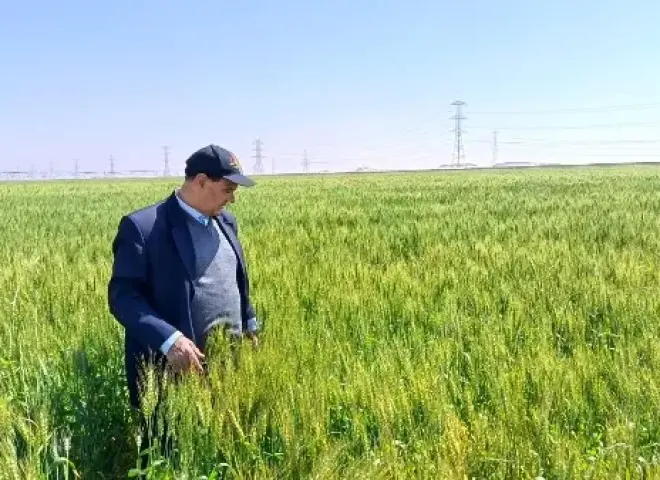 الزراعة تعلن خطة متابعة القمح بالمناطق الصحراوية الجديدة