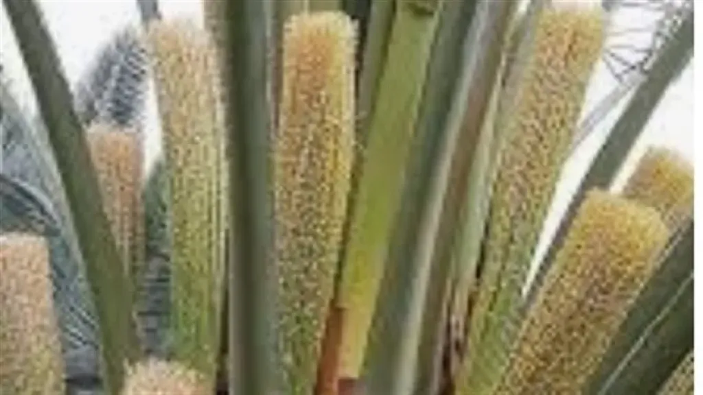 انطلاق موسم تلقيح النخيل في مزارع الوادي الجديد