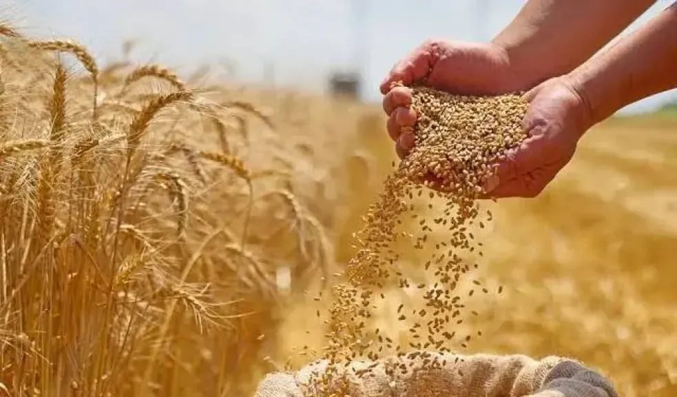 مبادرة «ازرع » تدعم صغار المزارعين لزيادة إنتاج القمح