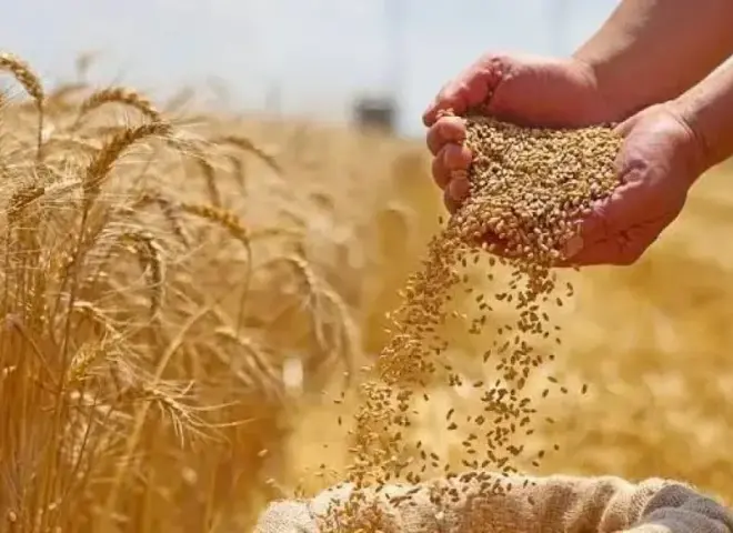 مبادرة «ازرع » تدعم صغار المزارعين لزيادة إنتاج القمح