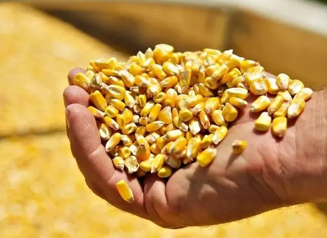قفزة جنونية لأسعار الذرة الصفراء في مصر وسط أزمة نفوق الدواجن