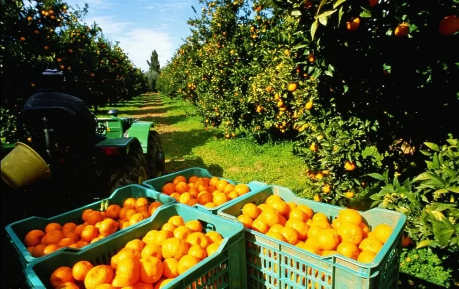 صادرات مصر الزراعية 2026 تلامس 11.5 مليار دولار مع إطلاق أول صندوق استثماري للقطاع