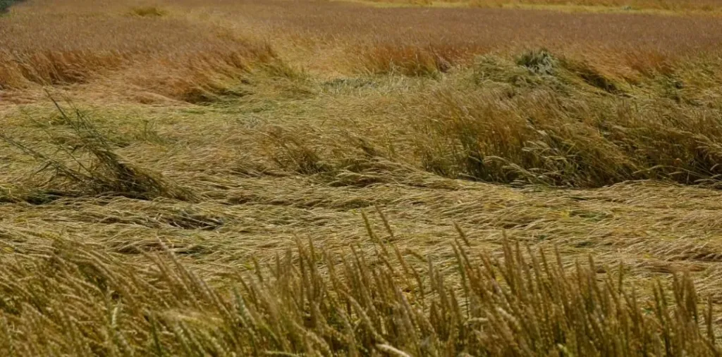 منخفضات خماسينية تضرب مصر.. حرارة مرتفعة ورياح مثيرة للأتربة