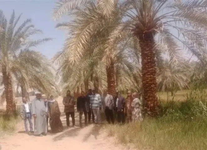 ندوة إرشادية زراعية بالوادي الجديد لتعزيز إنتاج القمح ونخيل البلح