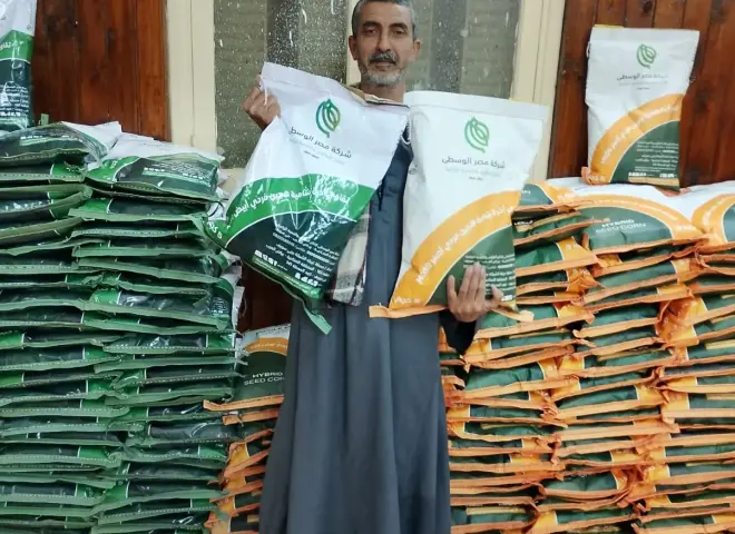 زراعة سوهاج تعلن طرح هجن الذرة الشامية عالية الإنتاجية