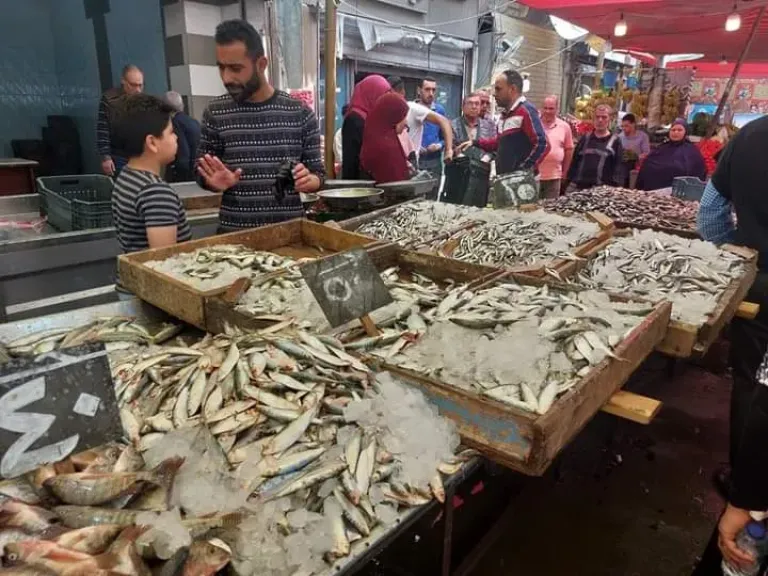 شعبة الأسماك تحذر من ارتفاع الأسعار 30% بسبب الوقود