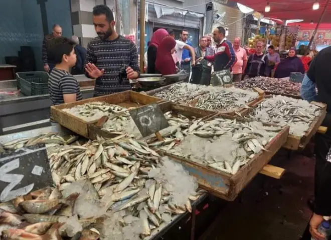 شعبة الأسماك تحذر من ارتفاع الأسعار 30% بسبب الوقود