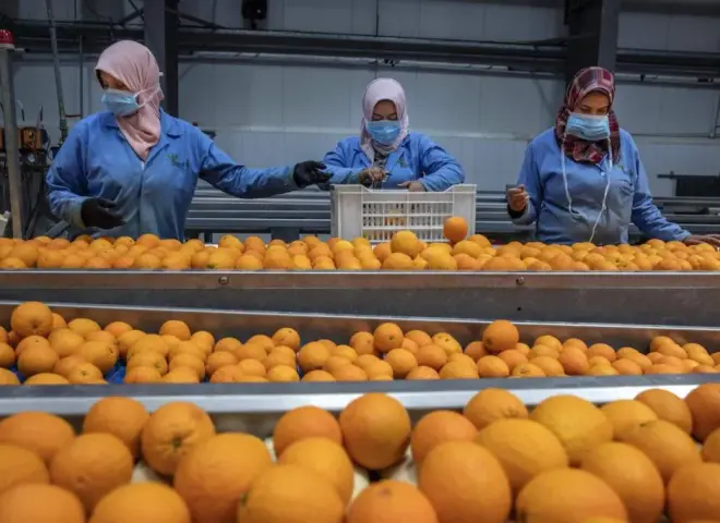 كوابيس لوجستية تشعل أسعار الفاكهة العالمية.. والبرتقال المصري يهرب إلى أوروبا