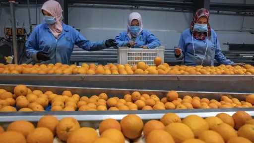 كوابيس لوجستية تشعل أسعار الفاكهة العالمية.. والبرتقال المصري يهرب إلى أوروبا
