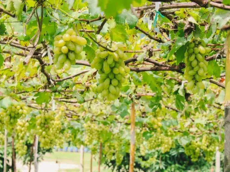توصيات زراعة العنب في مارس 2026.. الزراعة تكشف خطوات زيادة الإنتاج