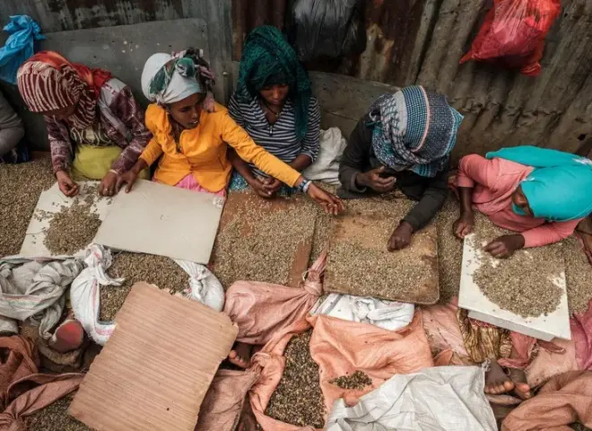 العالم يخصص يومًا للاحتفال بالبن.. والفاو تحدد حجم التجارة والإنتاج