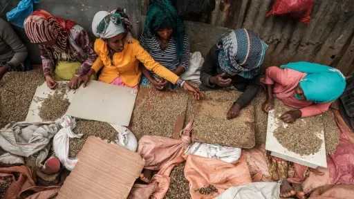 العالم يخصص يومًا للاحتفال بالبن.. والفاو تحدد حجم التجارة والإنتاج