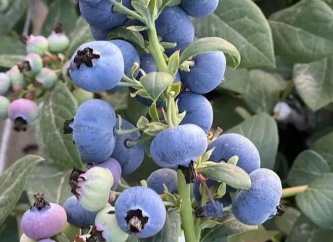 مصر تتحول إلى مركز إقليمي لإنتاج التوت الأزرق